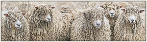 "Brenda's Sheep #1" Photograph - Designer Craft Shop