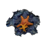 Starfish Riding The Wave