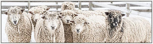 "Winter Curls #6" Photograph - Designer Craft Shop